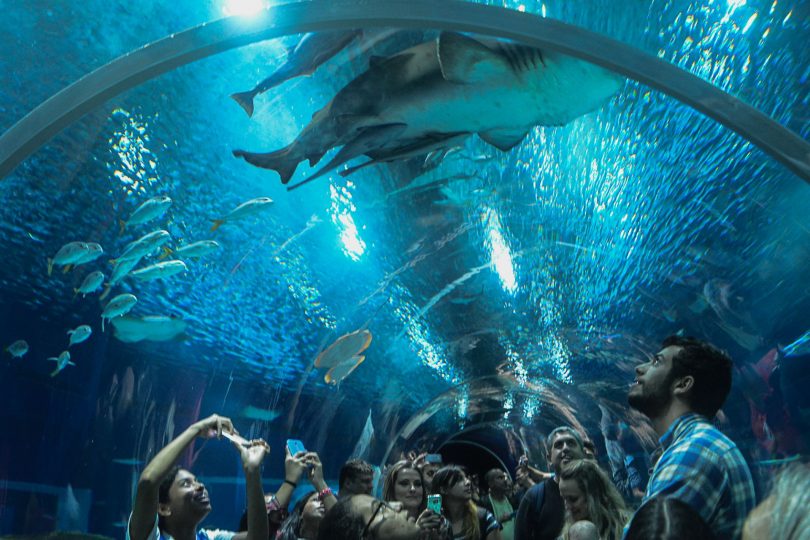O papel das emoções na visita de adolescentes ao Aquário Marinho do Rio de Janeiro