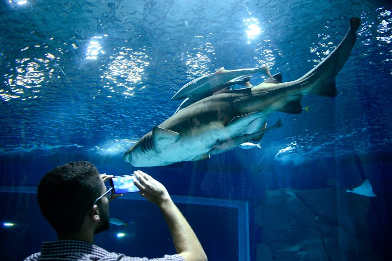 Há espaço para a ciência nos aquários? Uma análise de conversas e interações familiares durante visitas ao AquaRio (Rio de Janeiro)